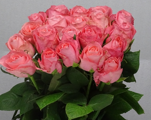 ANNAKARINA,Premium Large headed Rose
