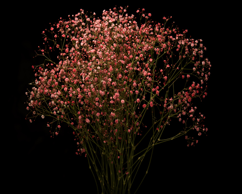 CHERRY BLOSSOM, Garden Spray Rose