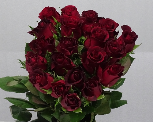 BURGUNDY,Premium, Large headed Rose