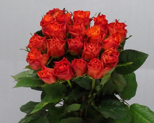 ORANGE WAVE,Premium Large headed Rose