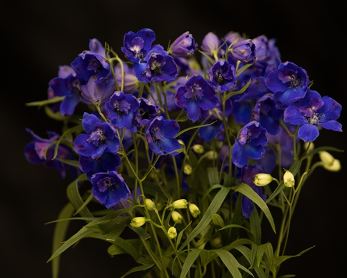 DELPHINIUM SUNSHINE