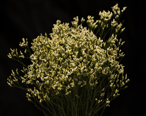 LIMONIUM PINACOLADA