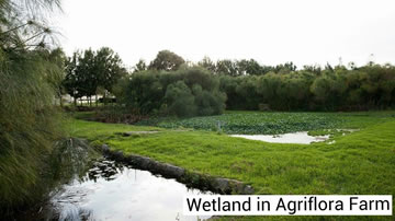 Wetland in Agriflora Farm